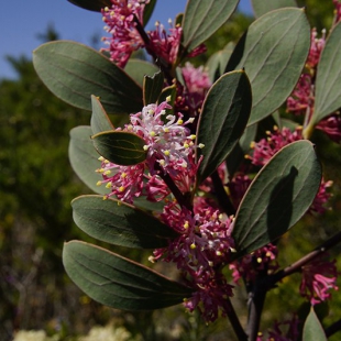 Hakea neurophylla